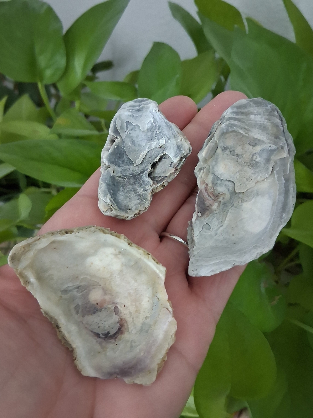 Natural Oyster Shell Trio - Neutral Tones